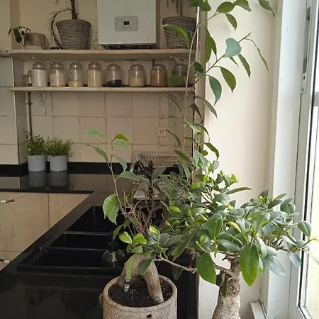 Piso Iwvaxi, Gallery House. Ourense. Ourense